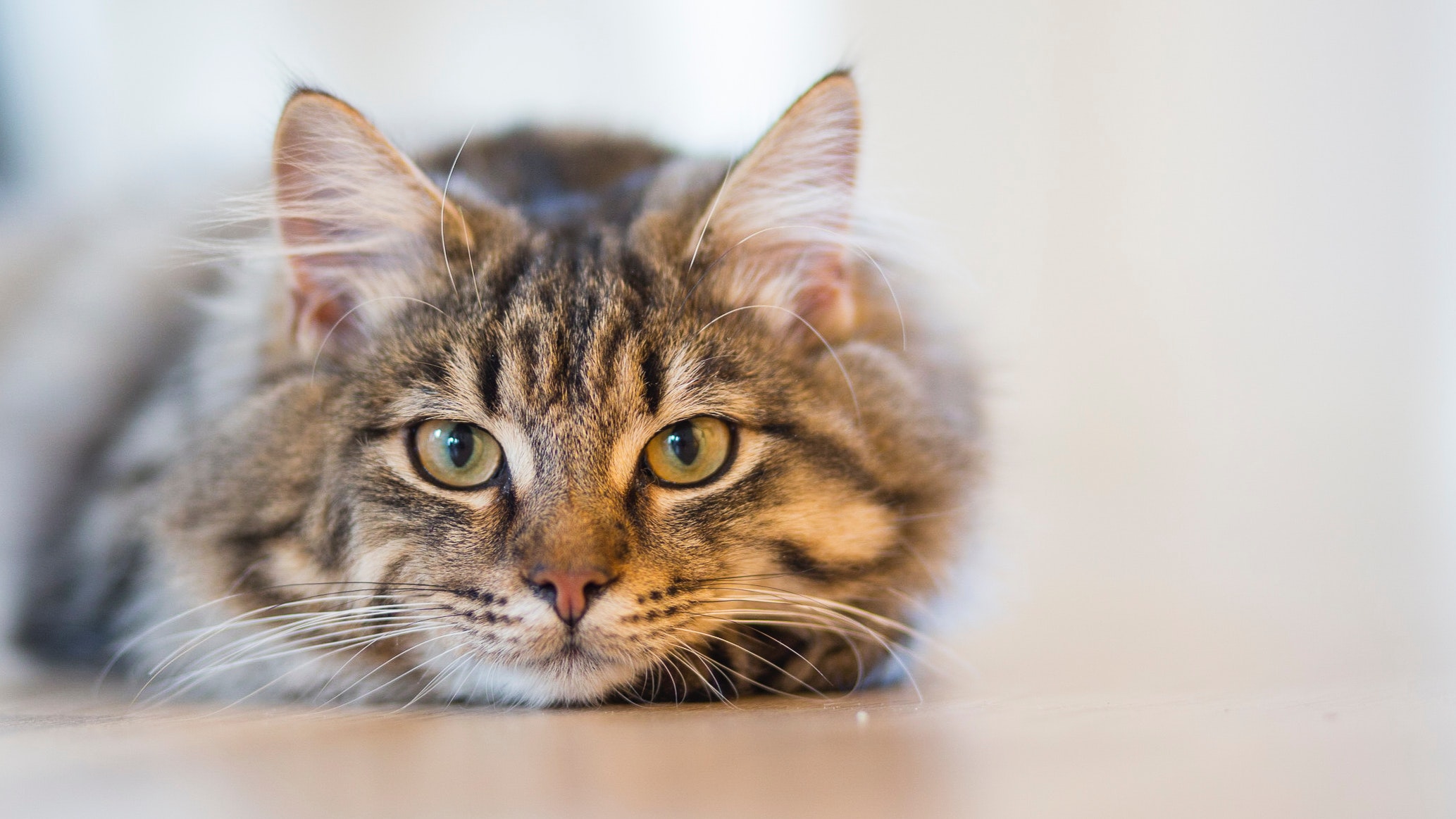Spay & Neuter Assistance | Leon County Humane Society Spay & Neuter Assistance | Leon County Humane Society