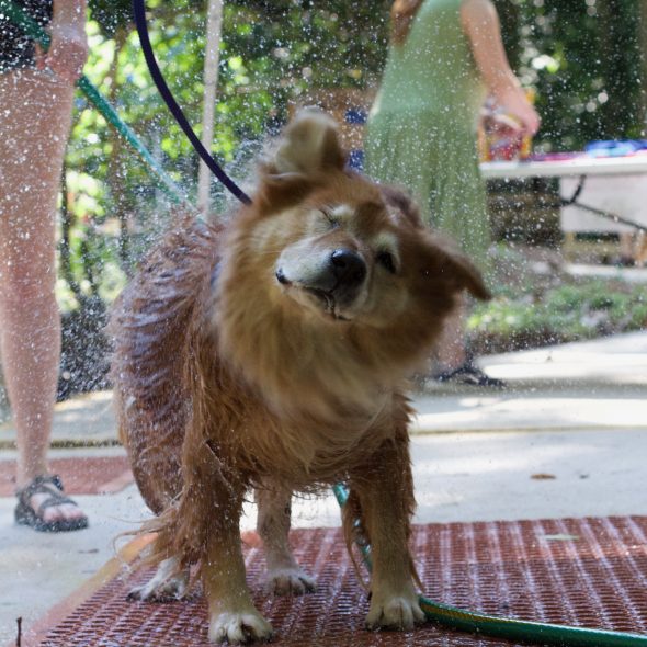 Dog shaking water off during bath