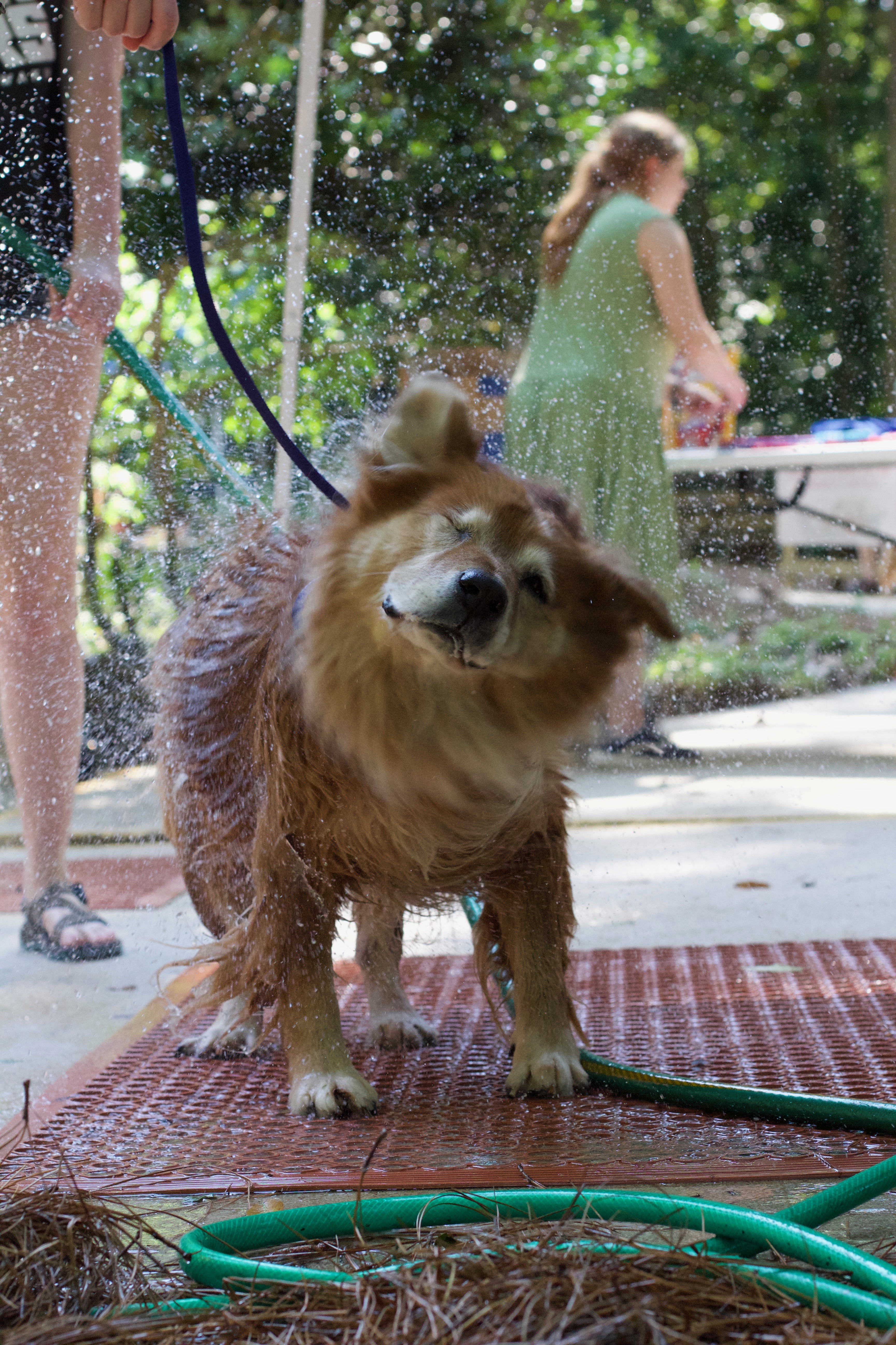 Dog shaking water off during bath