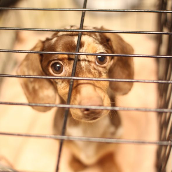 little dapple dachschund