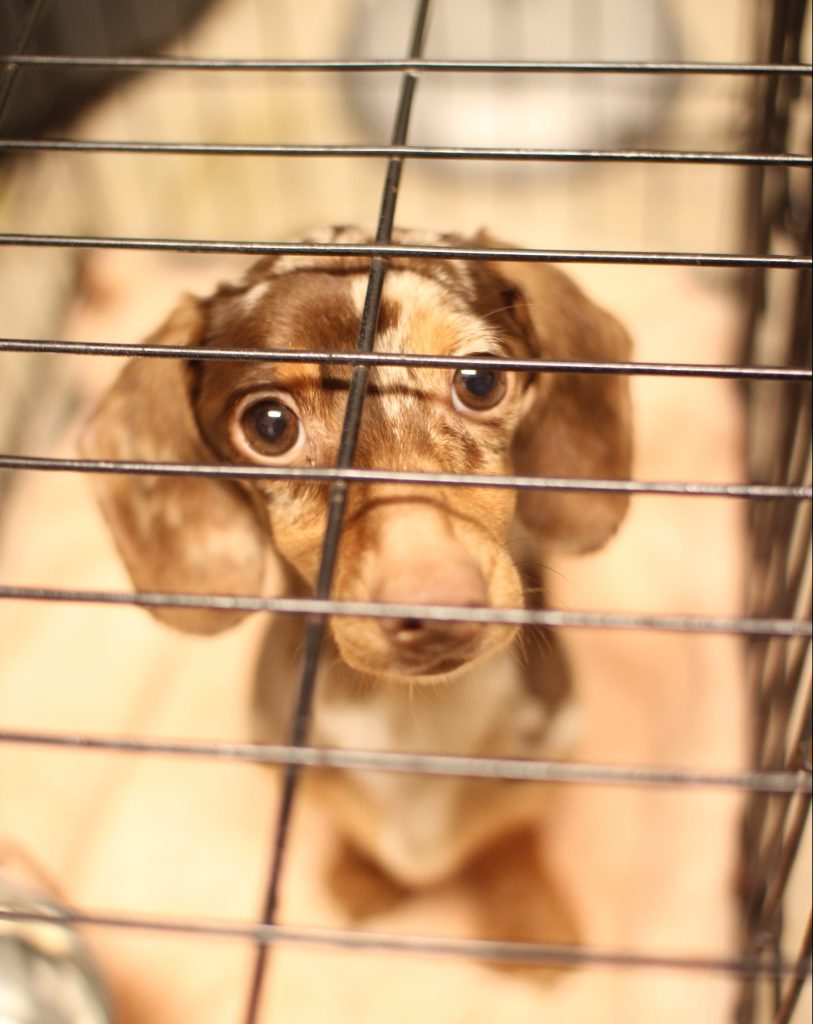Help Our Biggest Little Dog Rescue! | Leon County Humane Society Help Our Biggest Little Dog Rescue! | Leon County Humane Society