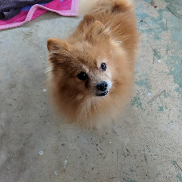 Joey the pomeranian looking into the camera