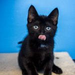 Black kitten