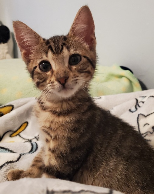 Bjorn Leon County Humane Society
