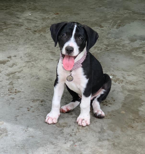 Black and hotsell white hound dogs