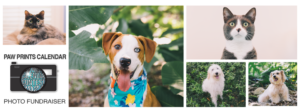 Paw Prints Calendar Contest is Back! | Leon County Humane Society