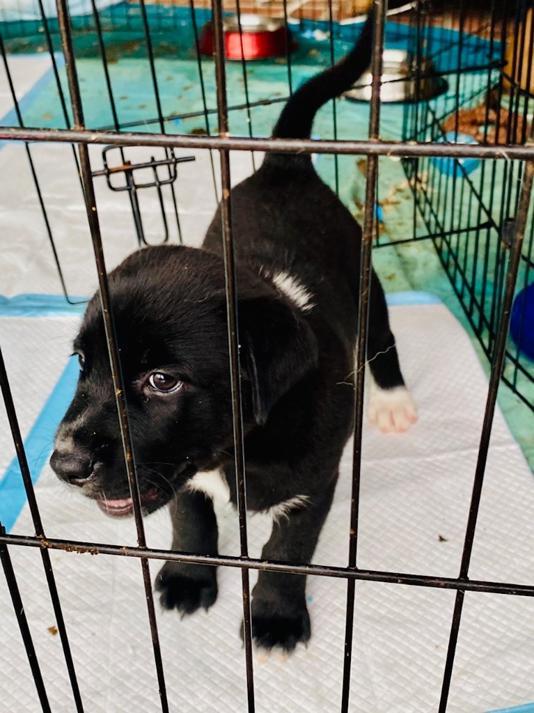 .jpg Leon County Humane Society