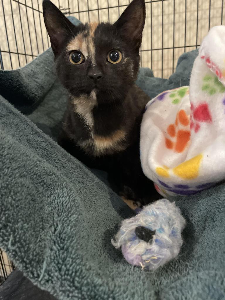 .jpg Leon County Humane Society