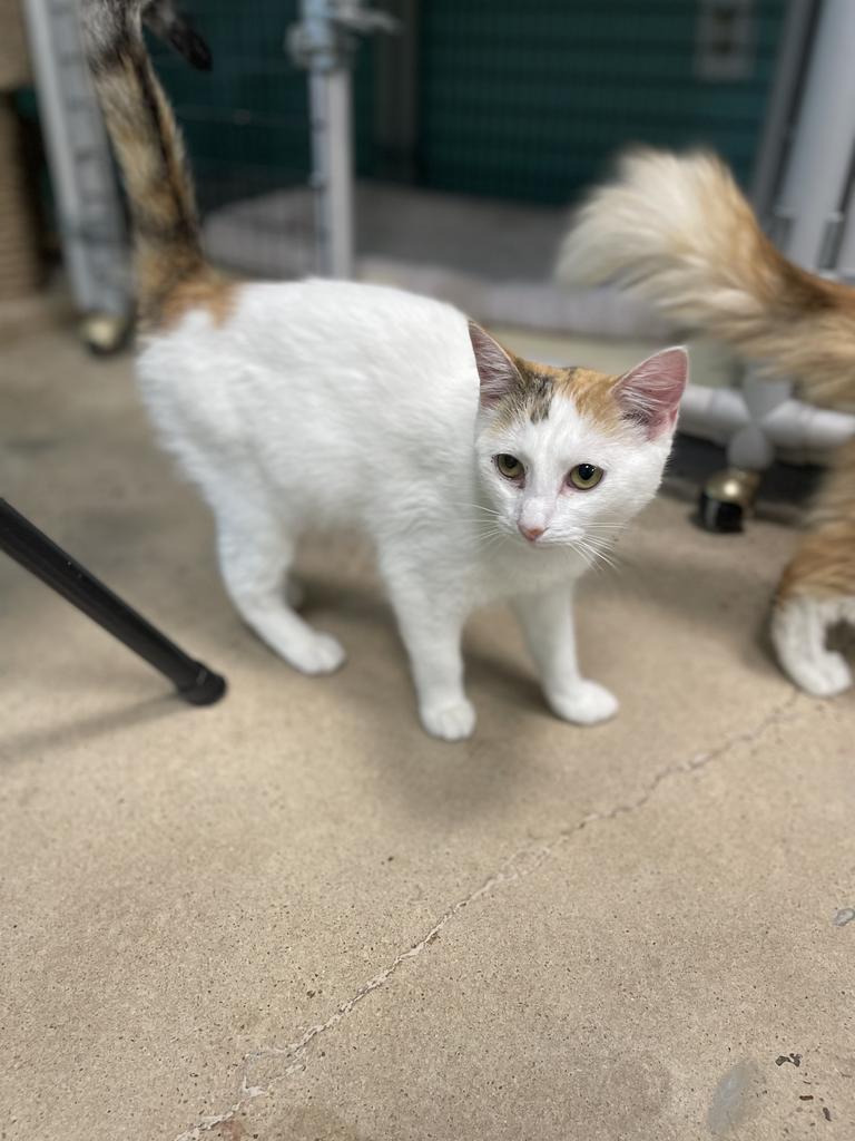 .jpg Leon County Humane Society
