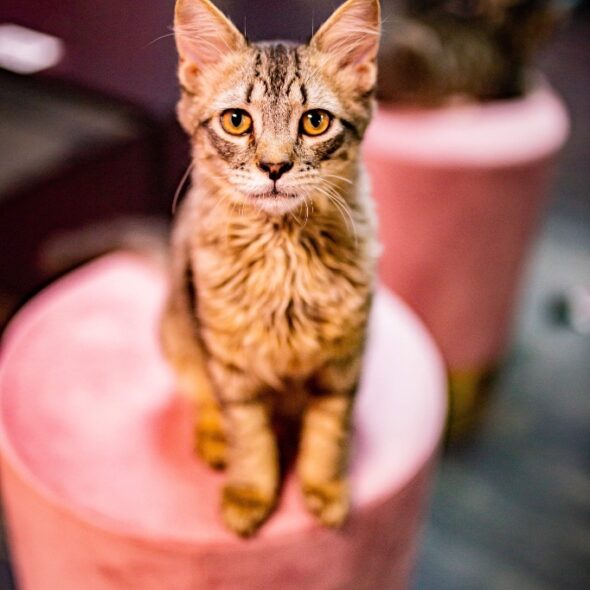 All Adoptable Pets | Leon County Humane Society