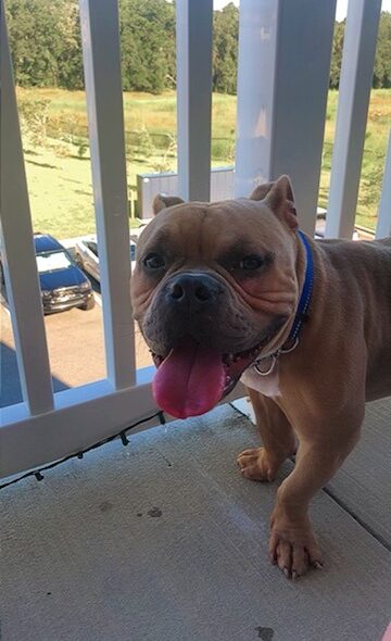 french bulldogs for sale in tallahassee florida