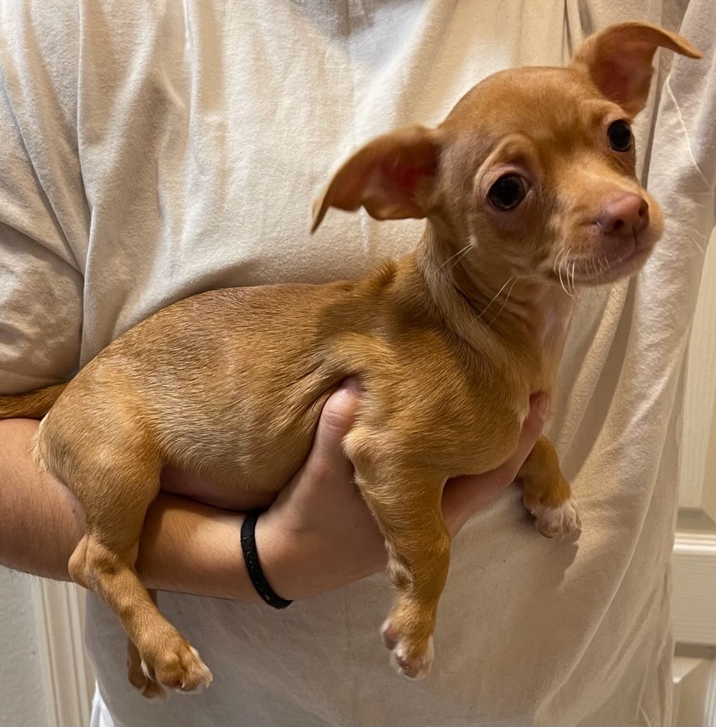 Red nose chihuahua sale