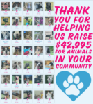 Paw Prints Calendar Contest Pre-Order! | Leon County Humane Society