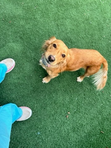 Adoptable Dogs | Leon County Humane Society