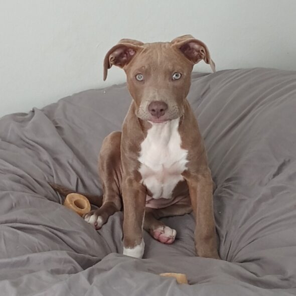 Lchs sales adoptable dogs